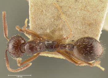 Media type: image; Entomology 20606   Aspect: habitus dorsal view
